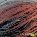 trumpetfish_tc_h_0576_pal2614.jpg